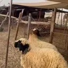 جذعان نعيم بلدي جبره