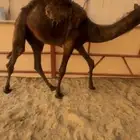 قعود سمين