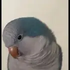 مفقود طائر كويكر ضائع بحي السلام