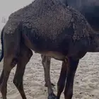 قعود وبكره قصب فل الفل