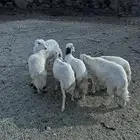رخال نضيفه عددها 6 اعمارها من 4 الى 5 شهور