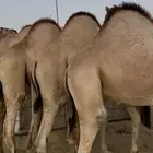 قعدان مقفله