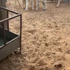 للبيع شياهه حريات ولد كفوو