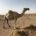 للبيع ناقه كفو عونيه لقحه