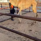 قعود طوع