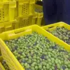 للبيع زيت زيتون اصلي انتاج مزارعنا