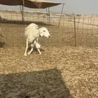 غنم خلفات عددها 17 وتحتها 16 بالفحل