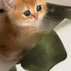 سكوتش ذكر للبيع