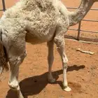 قعود قصب