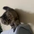 قطة شيرازي تبني