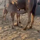 خلفه ام ثاني هديه