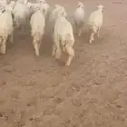 جذعات طيبات العدد 23 بفحلهن