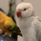 ببغاء دره رأس ابيض وجسم سماوي