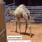 حاشي 4شهور لباني