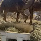 حشو قصب