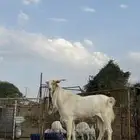 تيس فحل هولندي