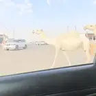 لقحه قريب