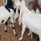 معزاء دفيع شرط وفيها حصيب العدد9