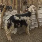 طلي نجدي جذع