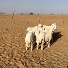 رخال حريه صنف الصنف
