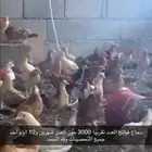 دجاج بلدي