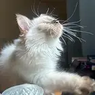 قطة