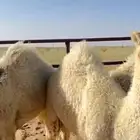 قعدان كفو شحم عدد3