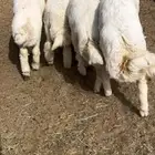 7طليان جبره فل شحم وطراف ونظاف شرط