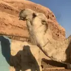 فحل اوضح باتلي منتج للبيع