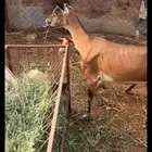 شاه يتبعها خبشه
