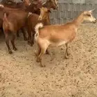 معزا حص الغدد 20 جب دفع شكلها قيل دفع