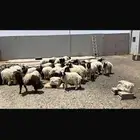 ذبح وتوصيل وذبايح طيبيه وبيني وبينك الله