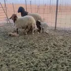 للبيع رغايث ثنين ديودهن عيب عيالهن خرفان