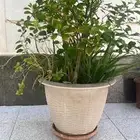 شتلة ليمون مع مركن فاخر