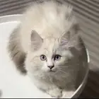 ذكرين للبيع الواحد ب 300