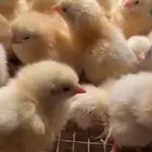 صوص سوسكس فرنسي