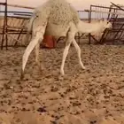 قعدان بريات سليمات من الامراض وعدلات