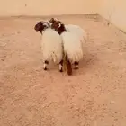طليان نعيم الريآض حي الشفآء آي مكان نوصل ذبح باقي اربعه
