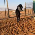 تيس عارضي جذع يقرع صنفه طيب