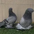 جوز لونق فيس