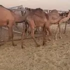 حشو للبيع
