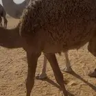 ناقه فاطر وبنتها للبيع