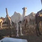 ابل وضح وحمر مراح واحد للبيع
