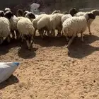 للبيع بهم نعيم