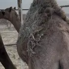 حاشي
