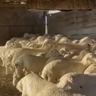 يوجود ذبايح خرفان حريات بريه يوجود جميع الأعمار .