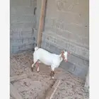 عنز للبيع