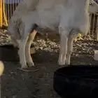 طلي فحل حري صنف الصنف ومشروط