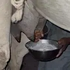 خلفه وضحا الحليب واجد وهديه م تحرك وسكر مصغر