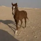 حصان